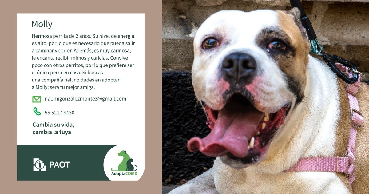PAOTmx's tweet photo. 🐕 Molly busca hogar. 🪫🪫🪫Su nivel de energía es alto, por lo que necesita una persona con rutinas que la lleve a caminar y correr.
Además, le encanta recibir mimos y caricias. 💕
No se lleva bien con otros perritos, así que prefiere ser la única en casa. 
Datos de contacto👇
📧naomigonzalezmontez@gmail.com
📞5552174430