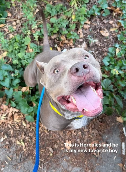 NMBewitched's tweet photo. Hercules is DEAD
Killed today by #NYCACC
@NYCComptroller @nytimes @nypost
Would you please investigate this facility?
I am so tired of dogs going to the wrong home & killed for human error,
Hercules was Killed w/ a state required DOH Hold of 10 days. Why is this law whimiscal @TishJames
If he was ill , we want to know.
What happened to this delightful dog?