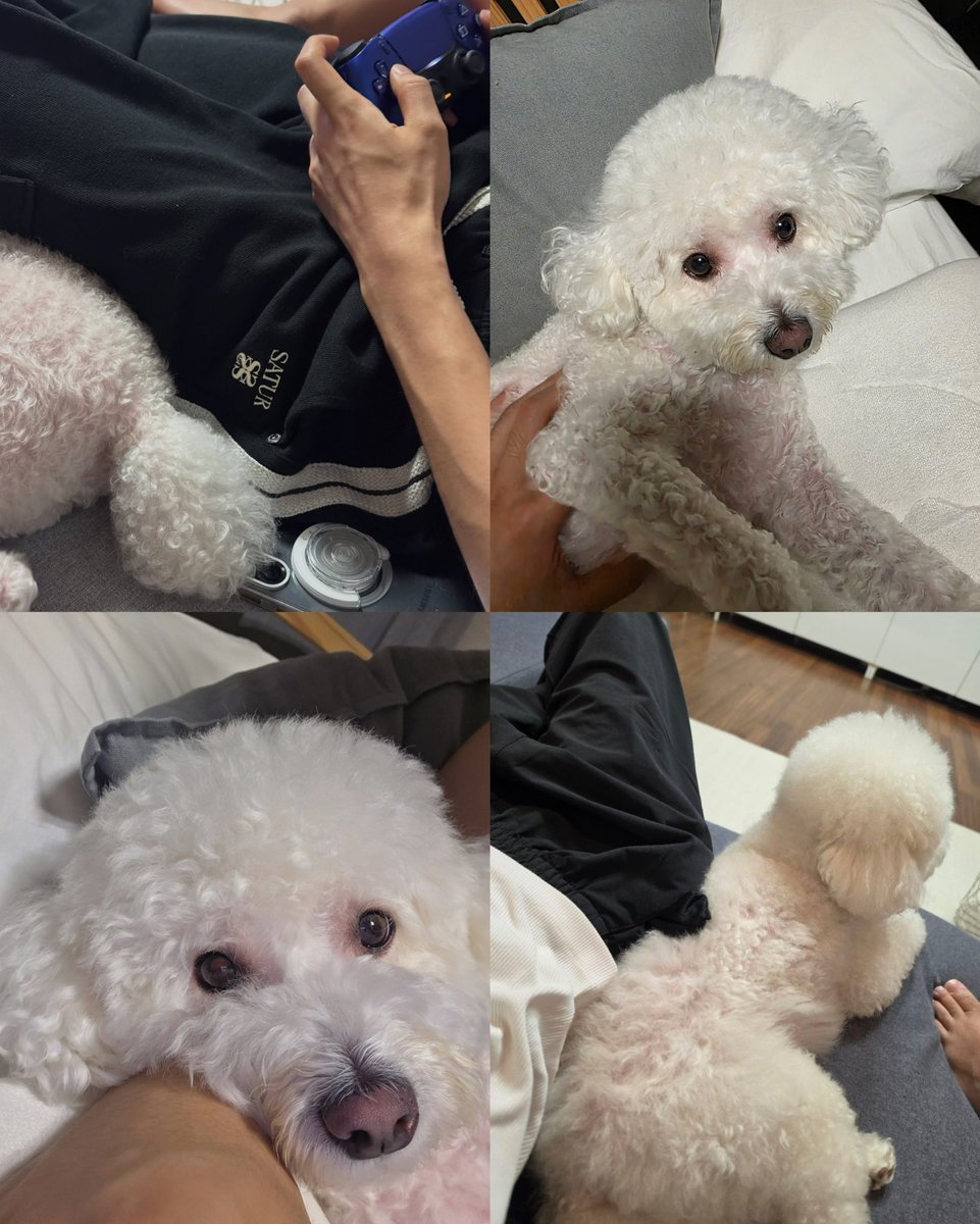 mjmndss's tweet photo. เอ็นดูนางเนาะ จ้อกไม่อยู่บ้านก็ไปนอนบนที่นอนจ้อก จ้อกกลับบ้านก็ชอบมาอยู่ข้าง ๆ เลี้ยงมาแต่น้อยนี่นา ถึงปัจจุบันจะตุ้ยนุ้ยไปหน่อย https://t.co/u9COCR7QgD