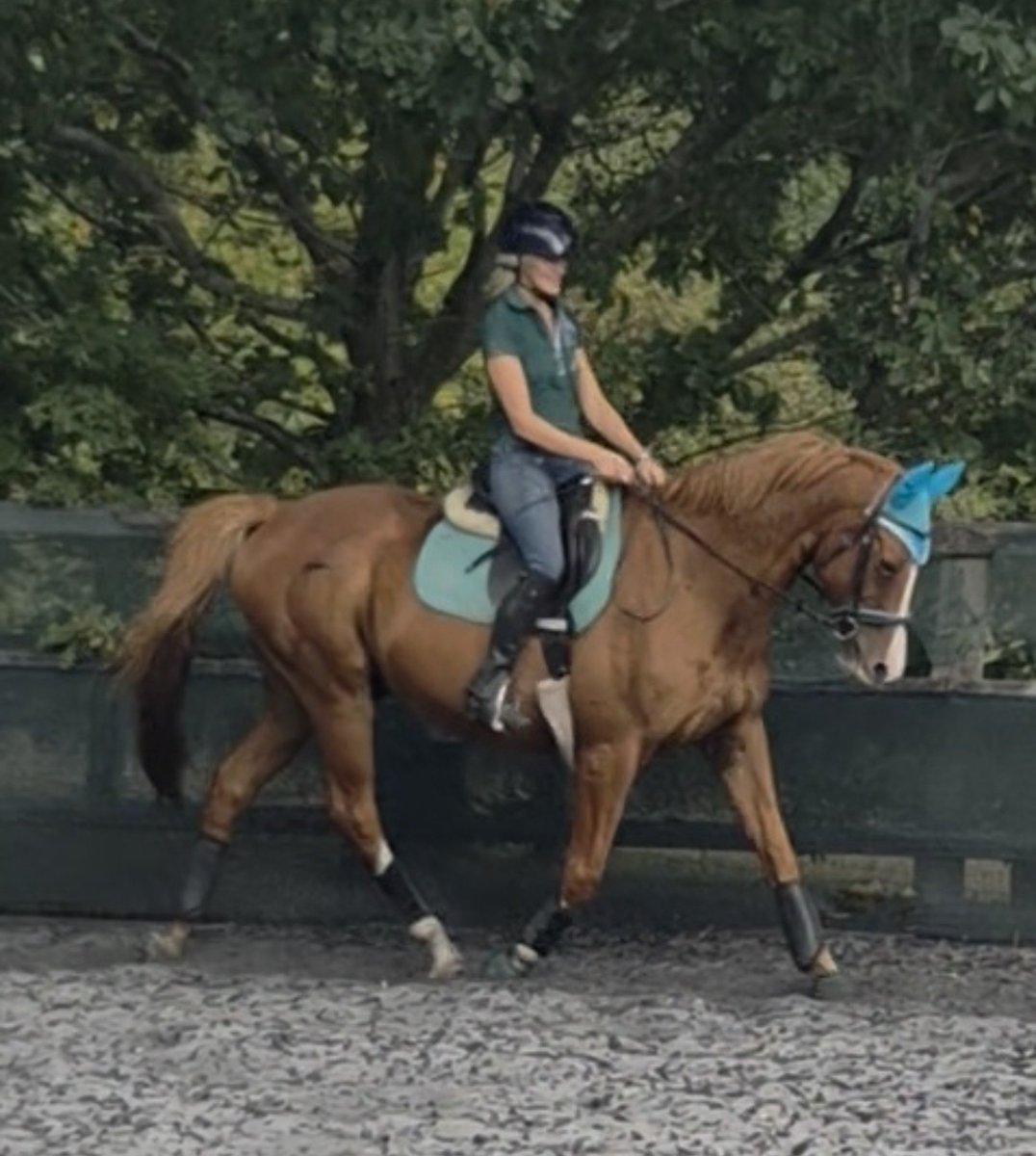 TeaGothgoddess's tweet photo. On The Second Day Of Spooky Season, My True Love Gave To Meeee. . . . Okay, I know it's not a spooky pic but he's my bestest princess pony and we had a fun ride today. Plus he is basically a massive pumpkin weighed in at 601kg 😂 https://t.co/gSHSgoq59D