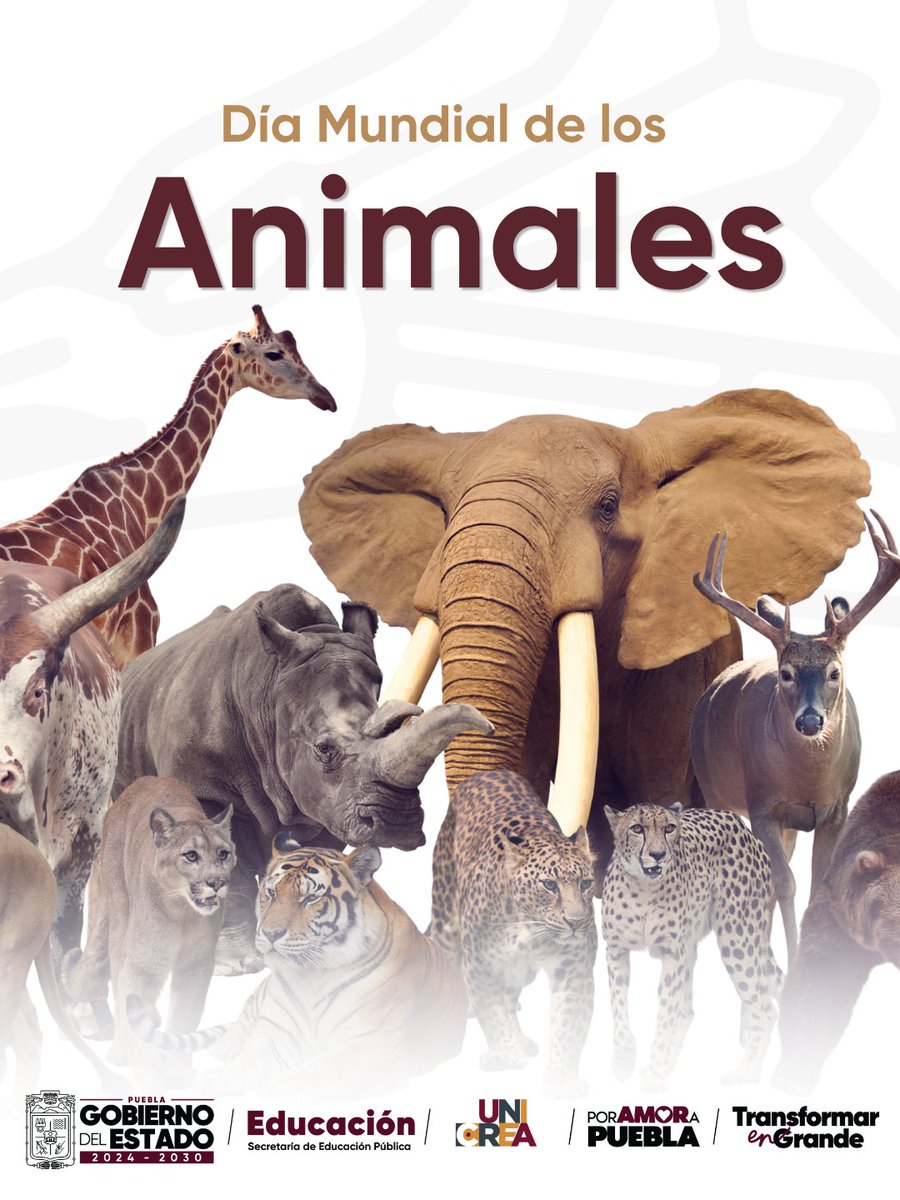 UNICREAPue's tweet photo. El Día Mundial de los Animales, busca crear conciencia sobre la protección, los derechos y el bienestar de todas las especies del planeta. Con esta conmemoración recordamos también a San Francisco de Asís, conocido como el patrono de los animales.

#PorAmorAPuebla #SomosUNICREA https://t.co/FGmDOehDYP