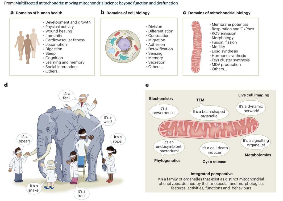 dantawfik's tweet photo. We've been calling it mitochondrial dysfunction for decades. Turns out that term is scientifically meaningless, and it's been holding back progress in understanding how mitochondria actually work.

@MitoPsychoBio and colleagues published a perspective in Nature Metabolism arguing that the language mitochondrial scientists use fails to capture what mitochondria actually are: multifunctional organelles that dynamically recalibrate across dozens of independent activities depending on what cells need.

The problem starts with oversimplification. Mitochondria get reduced to the powerhouse of the cell in introductory biology. That framing suggests a single primary job: make ATP. Reality is more complex.

Mitochondria synthesize steroid hormones. They produce iron-sulfur clusters required for hundreds of proteins throughout the cell. They regulate innate immunity and antiviral responses. They control programmed cell death. They generate signaling molecules that reprogram nuclear gene expression. They can transfer between cells to rescue damaged tissue.

Key insight: These aren't backup functions that kick in when energy production fails. They're simultaneous, independent, cell-type-specific roles that mitochondria perform constantly.

Here's why the terminology matters:

When researchers measure decreased ATP production and call it mitochondrial dysfunction, they're collapsing dozens of distinct mitochondrial activities into a binary working/broken framework. That creates problems:

• A mitochondrion producing less ATP might be signaling rather than failing
• Different mitochondrial activities can change independently
• What looks dysfunctional in one context may be adaptive in another
• Cell-type differences get lost when using generic terms

The paper proposes a hierarchical terminology system with five levels:

1. Cell-dependent properties: Mitochondrial characteristics that vary by cell type. Neurons, muscle cells, and immune cells contain functionally distinct mitochondrial populations adapted to tissue-specific demands.

2. Molecular features: The structural and compositional elements. Membrane potential, protein composition, lipid content, mtDNA copy number, cristae architecture.

3. Activities: Specific biochemical processes. Oxygen consumption, ATP synthesis, reactive oxygen species production, calcium buffering, metabolite synthesis.

4. Functions: The biological purposes these activities serve. Energy provision, biosynthesis, signaling, quality control, cell death regulation.

5. Behaviors: Dynamic responses over time. Fusion, fission, movement, mitophagy, biogenesis, transfer between cells.

The framework distinguishes what mitochondria are made of, what they do biochemically, why they do it biologically, and how they change over time.

Example of how this improves precision:

Old framing: This drug causes mitochondrial dysfunction.

New framing: This drug decreases complex I activity, reducing ATP synthesis capacity while increasing superoxide production at complex III, without affecting calcium handling or steroid synthesis.

The second version identifies which specific mitochondrial activities change and which remain intact. That matters for predicting side effects, understanding mechanisms, and designing interventions.

The malleable nature of mitochondria creates additional complexity. Mitochondrial characteristics can shift within minutes to hours in response to nutrient availability, stress, or signaling molecules. These recalibrations are often reversible and physiologically appropriate.

Calling a physiological recalibration dysfunction conflates adaptation with pathology. A muscle cell's mitochondria after endurance training look different from before training. Neither state is dysfunctional. They're optimized for different demands.

The perspective argues this terminology shift will improve three outcomes:

Teaching: Students learn mitochondria are multifaceted organelles rather than single-purpose powerhouses, building a more accurate mental model from the start.

Research progress: Specific terminology forces specific measurements. Asking which mitochondrial activities change rather than whether mitochondria are dysfunctional leads to more mechanistic studies.

Interdisciplinary collaboration: Clearer language helps researchers from different fields understand exactly what aspects of mitochondrial biology are relevant to their questions.

The implications extend beyond semantics. How scientists conceptualize mitochondria shapes which questions get asked, which measurements get prioritized, and how findings get interpreted.

Moving from function/dysfunction binary to multidimensional assessment requires more complex experimental designs. But that complexity better matches the biological reality.

Mitochondria aren't failing when they recalibrate. They're responding. Understanding which specific activities change, in which cells, under which conditions, and with what biological purpose represents the path forward for mitochondrial science.