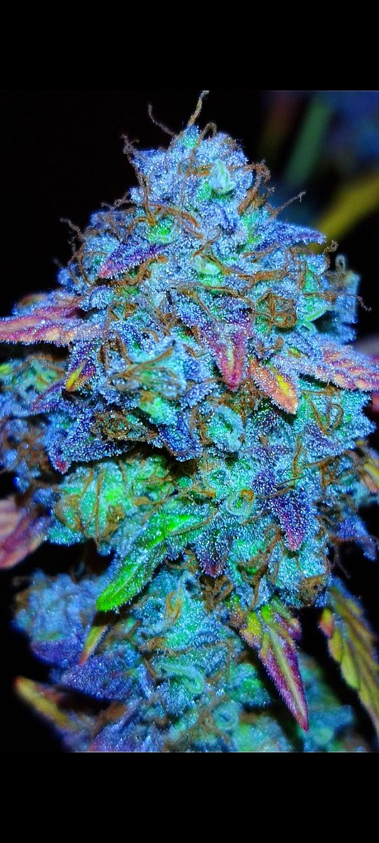 StarboiKane's tweet photo. A rare effect in high potency strains is hyper focus. Proud to add 'Laser Brain' to the list of candidates for the best daytime strains of 2027. Beyond its striking appeal, the mixture of vanilla, mocha and exotic fruits gives it an unique hashy aroma.🧠🍫 #Laserbrain https://t.co/hhtJV8e2p7