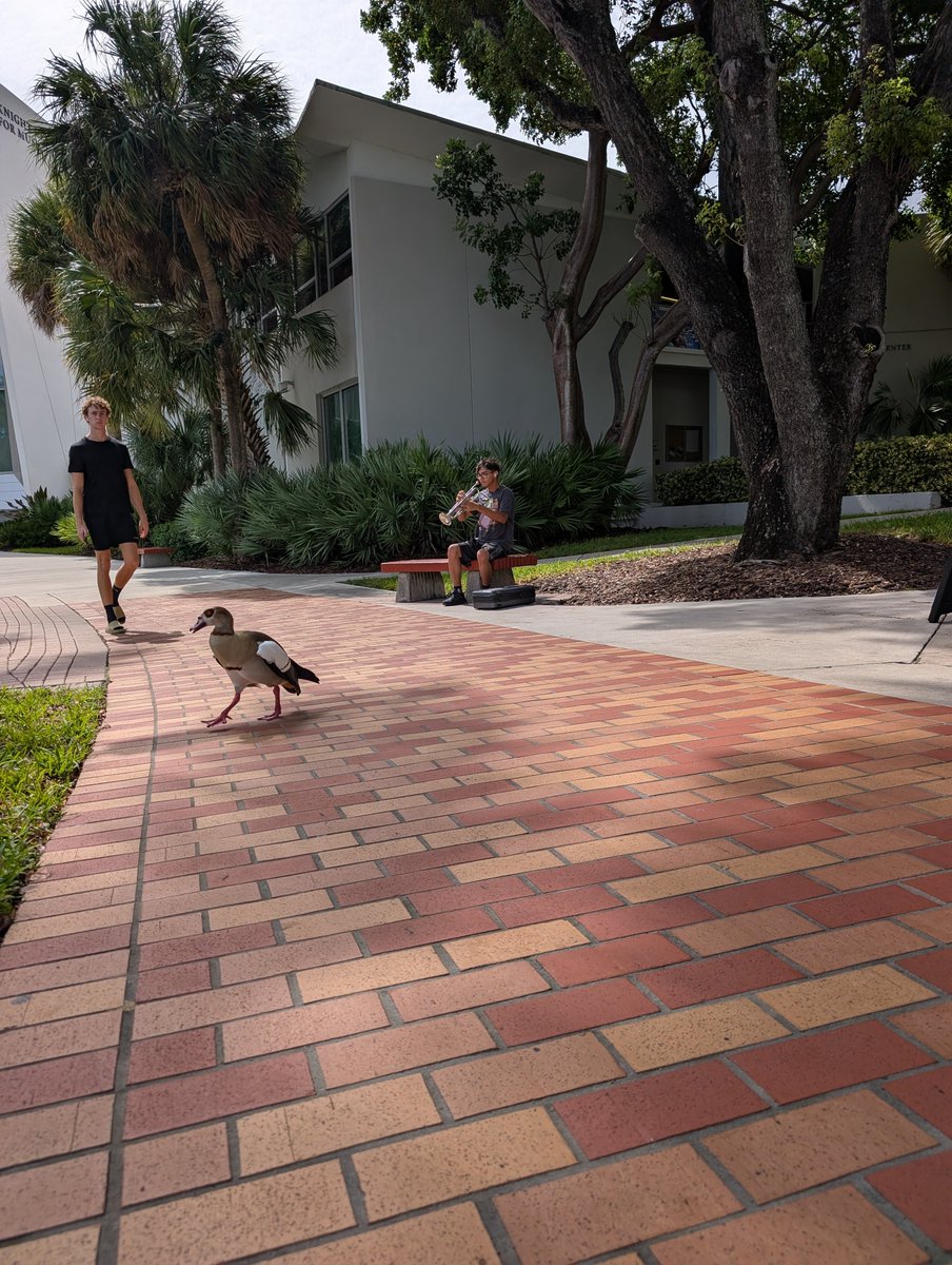 RolandoAlexxis's tweet photo. Taking a stroll through University of Miami campus.
 Music is in the air 🎶 
Caught a decent video of a duck in flight and landing. https://t.co/aAOBpS65vu