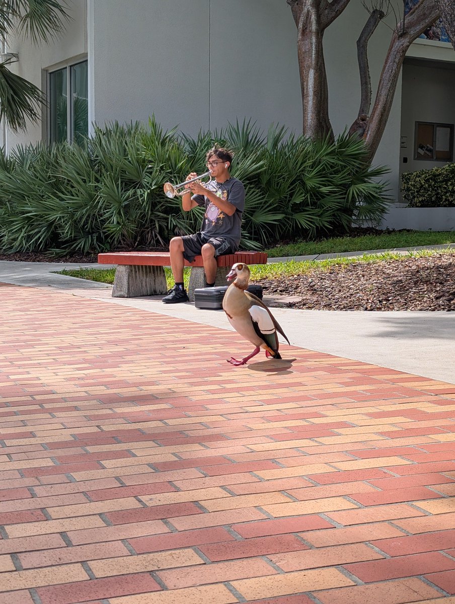 RolandoAlexxis's tweet photo. Taking a stroll through University of Miami campus.
 Music is in the air 🎶 
Caught a decent video of a duck in flight and landing. https://t.co/aAOBpS65vu