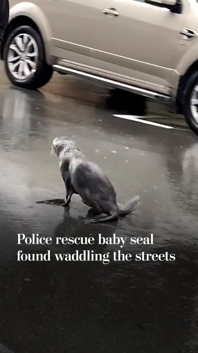 A wet seal sitting on a paved road next to a tan SUV, with the caption 'Police rescue baby seal found waddling the streets'.