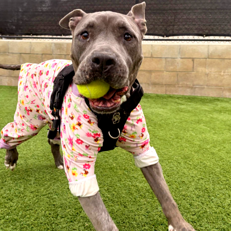 animalkeepersd's tweet photo. Stella thinks tennis balls are life!
https://t.co/dyHW6Chn0H
#stella #tennisballs #dogball #stellaball #doggo #doggiedaycamp #doggiedaycare #dogdaycamp #dogdaycare #dogcamp #camp #bigdogcamp #sd #sddogs #sdpets #sandiegodogs #sandiegopets #powaydogs #powaypets #poway https://t.co/vXZ23xzGEf