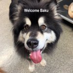 Photo by City Dogs (@CityDogsDC)