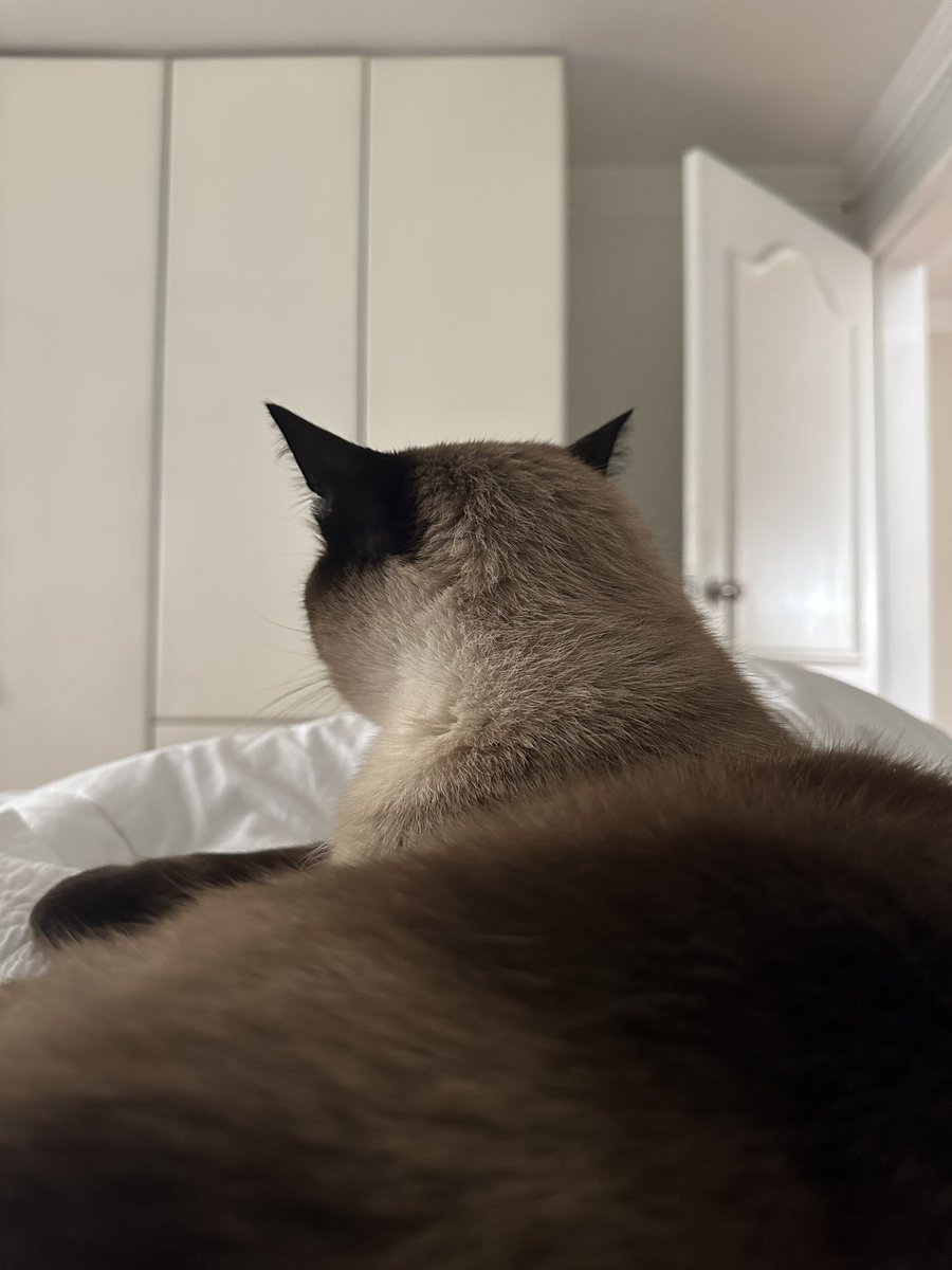 himariapau's tweet photo. Te amo gato🤍 https://t.co/olmlreL4ZO
