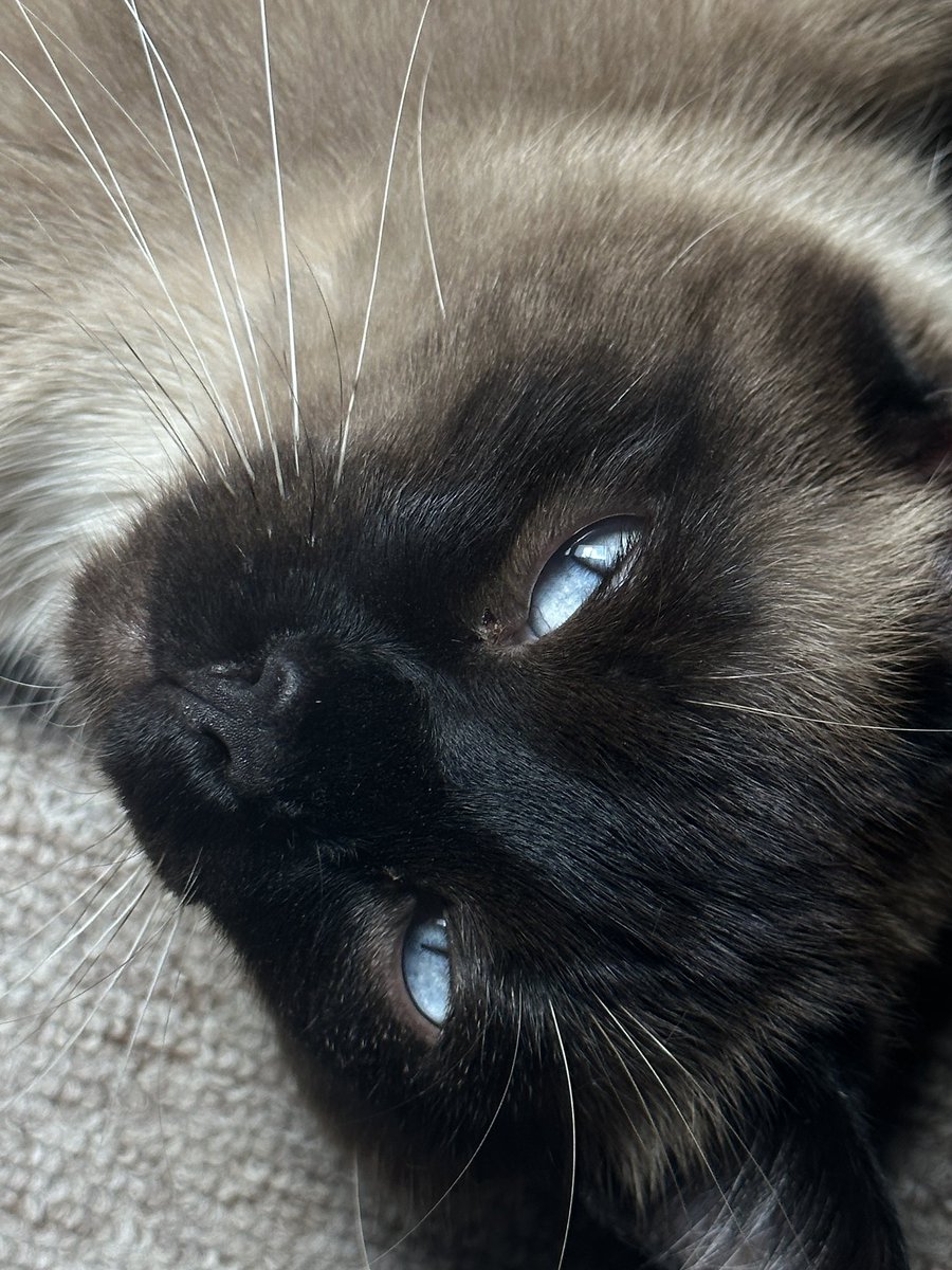 himariapau's tweet photo. Te amo gato🤍 https://t.co/olmlreL4ZO