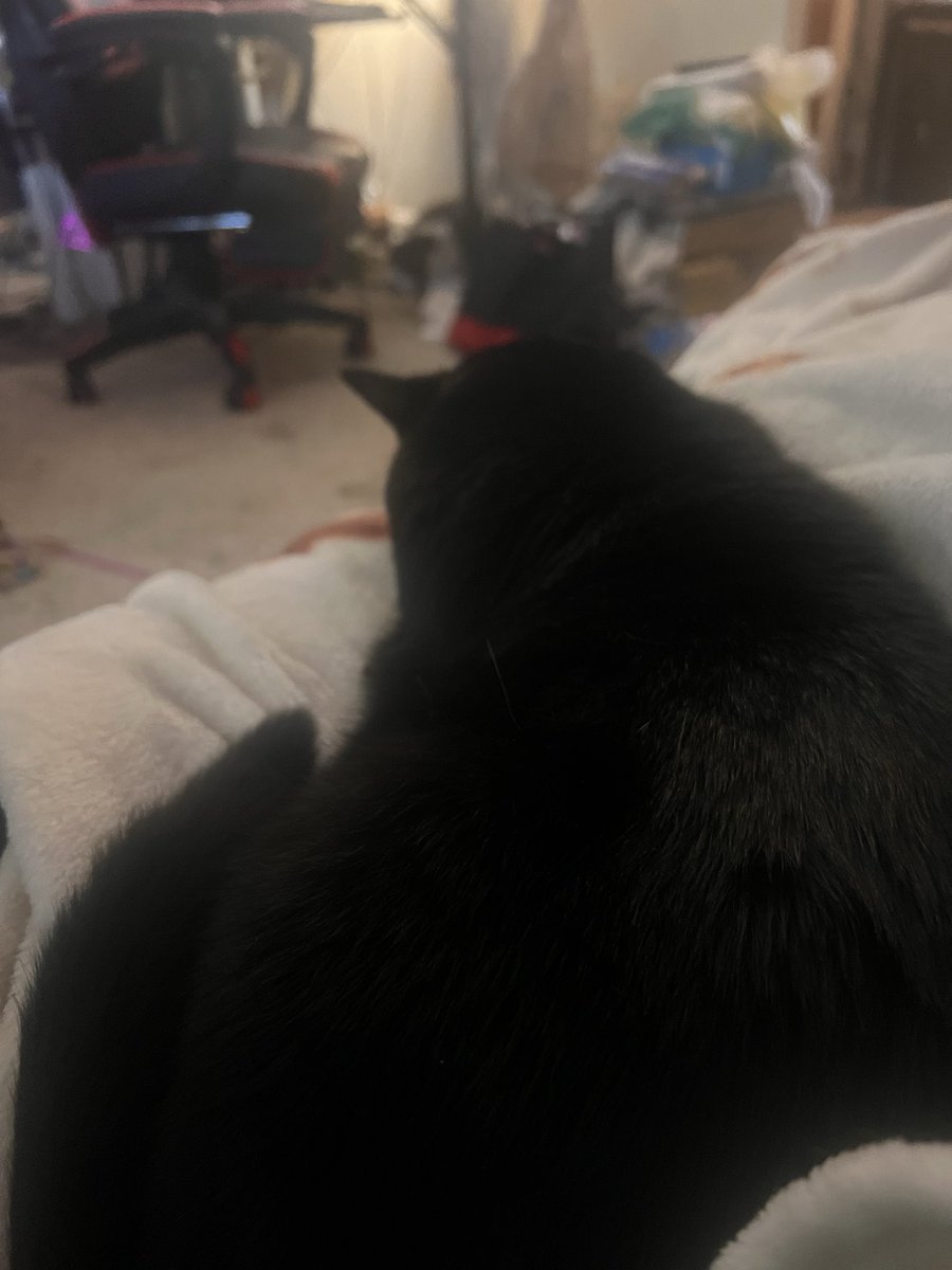 faeriiwren's tweet photo. I’m forbidden from getting up. https://t.co/1nwTE8ADcy