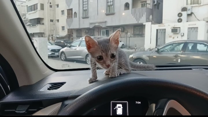 AhmedMe39692111's tweet photo. دة نعمة من ربنا. ربنا بعتة ليا 
لاقيتة عمرة أسبوع وطالع من تحت سيارتى ومسك فى رجلى وحارس العمارة 
قال إن سيارة داست على أمة وأخوتةأمس.
أخدتة عندى وبقى نعمة كبيرة فى حياتى.
بنتى أختارت لية إسم عم أيوب لإنة من 
صدمتة فى فقد أمة وأخوتة فقد النطق 
ومش بينونو 💔
هو قدر ربنا بعتنا لبعض https://t.co/TEjF2bgMA9