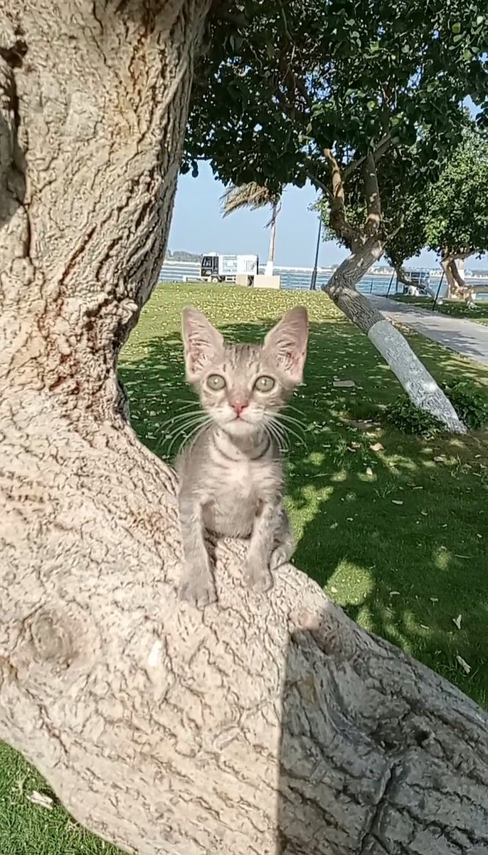 AhmedMe39692111's tweet photo. دة نعمة من ربنا. ربنا بعتة ليا 
لاقيتة عمرة أسبوع وطالع من تحت سيارتى ومسك فى رجلى وحارس العمارة 
قال إن سيارة داست على أمة وأخوتةأمس.
أخدتة عندى وبقى نعمة كبيرة فى حياتى.
بنتى أختارت لية إسم عم أيوب لإنة من 
صدمتة فى فقد أمة وأخوتة فقد النطق 
ومش بينونو 💔
هو قدر ربنا بعتنا لبعض https://t.co/TEjF2bgMA9