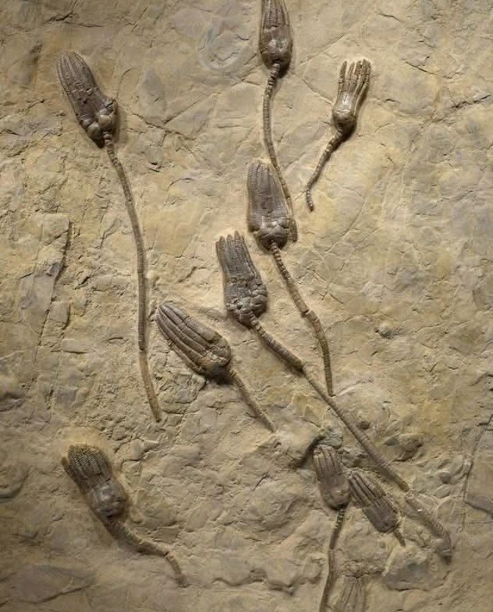 MohoEarth's tweet photo. 🌊 QUANDO I “FIORI” VIVEVANO SUL FONDO DEL MARE
Sembrano piante pietrificate, ma sono crinoidi, antichi animali marini imparentati con stelle marine e ricci di mare.

Ancorati al fondale tramite lunghi steli segmentati, sollevavano nell’acqua una corona di braccia con cui filtravano il nutrimento.

Quando troviamo esemplari ancora così articolati, stiamo osservando qualcosa di speciale: una fotografia geologica di un antico ecosistema marino, conservata nella roccia.
La Terra non dimentica. 
Fossilizza. 🌍