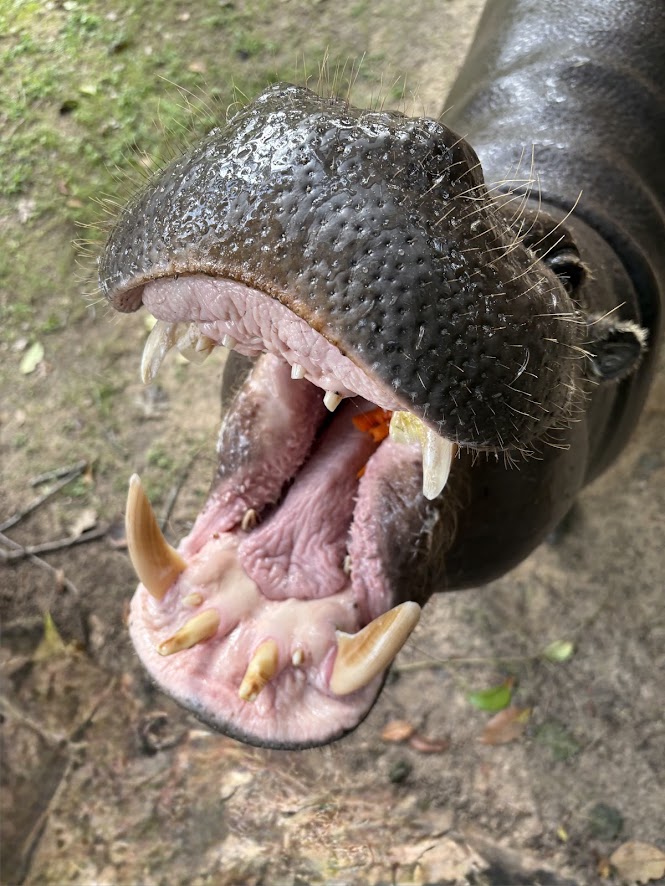 houstonzoo's tweet photo. Alright chat, who won this National Smile Day?  👀 

Make your weekend brighter with a Houston Zoo Adventure. Explore the Zoo and see your favorites, like Akobi, the pygmy hippo, Max, our sea lion, and Moli, our Baird's Tapir! Get tickets here: https://t.co/vsTPWCjARJ https://t.co/VzmNtP1czw