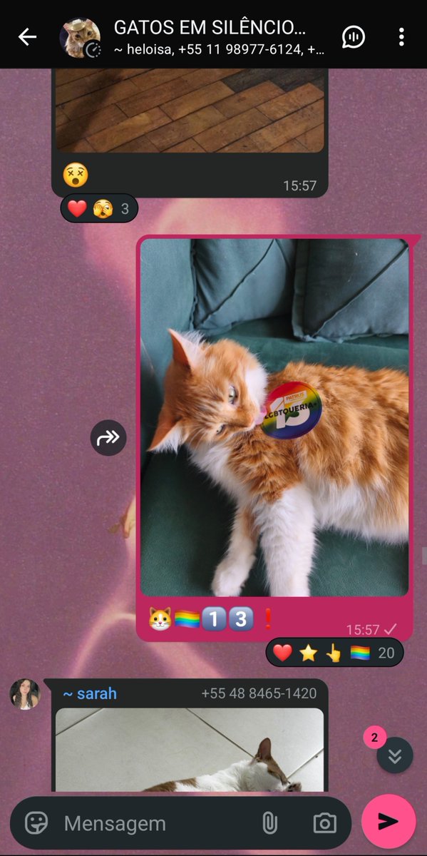 pastelmintos's tweet photo. eu consegui entrar no grupo "gatos em silêncio"
sem pais ricos
eu não tive sorte
eu estabeleci uma meta e alcancei
disciplina, consistência e prioridades https://t.co/0lYo5m3VxK