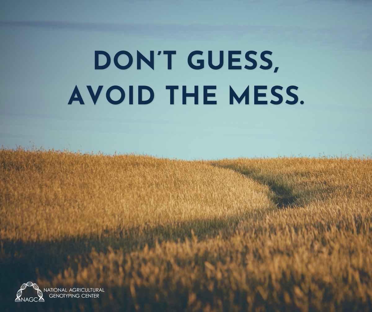 nagclab's tweet photo. 🌾Did you know NAGC can identify crop varieties? When you need to know exactly what’s in a bin, grain cart or field, variety identification can help provide that answer. NAGC offers variety identification for several crops, including wheat, barley, field pea, chickpea, and durum. https://t.co/piIhCY6JWi