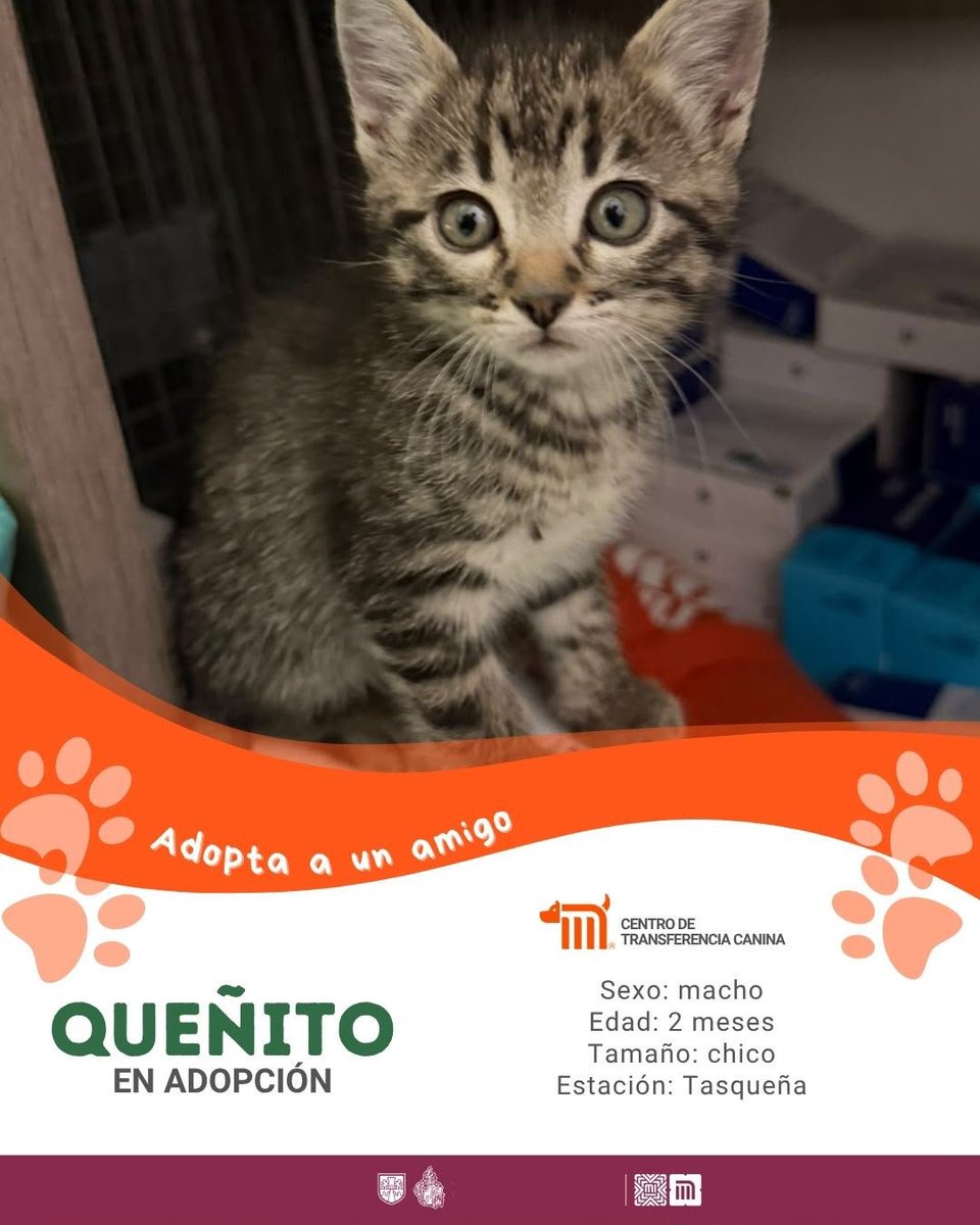 ctcdelmetro's tweet photo. Queñito busca un hogar donde crecer rodeado de amor.

Si quieres ser parte de su historia y darle una familia para siempre, comunícate con #CTCDelMetro vía correo a ctc@metro.cdmx.gob.mx.

Consulta los requisitos de adopción 👉🏼 https://t.co/ALY22V7x6w https://t.co/z1jB0G6TFm