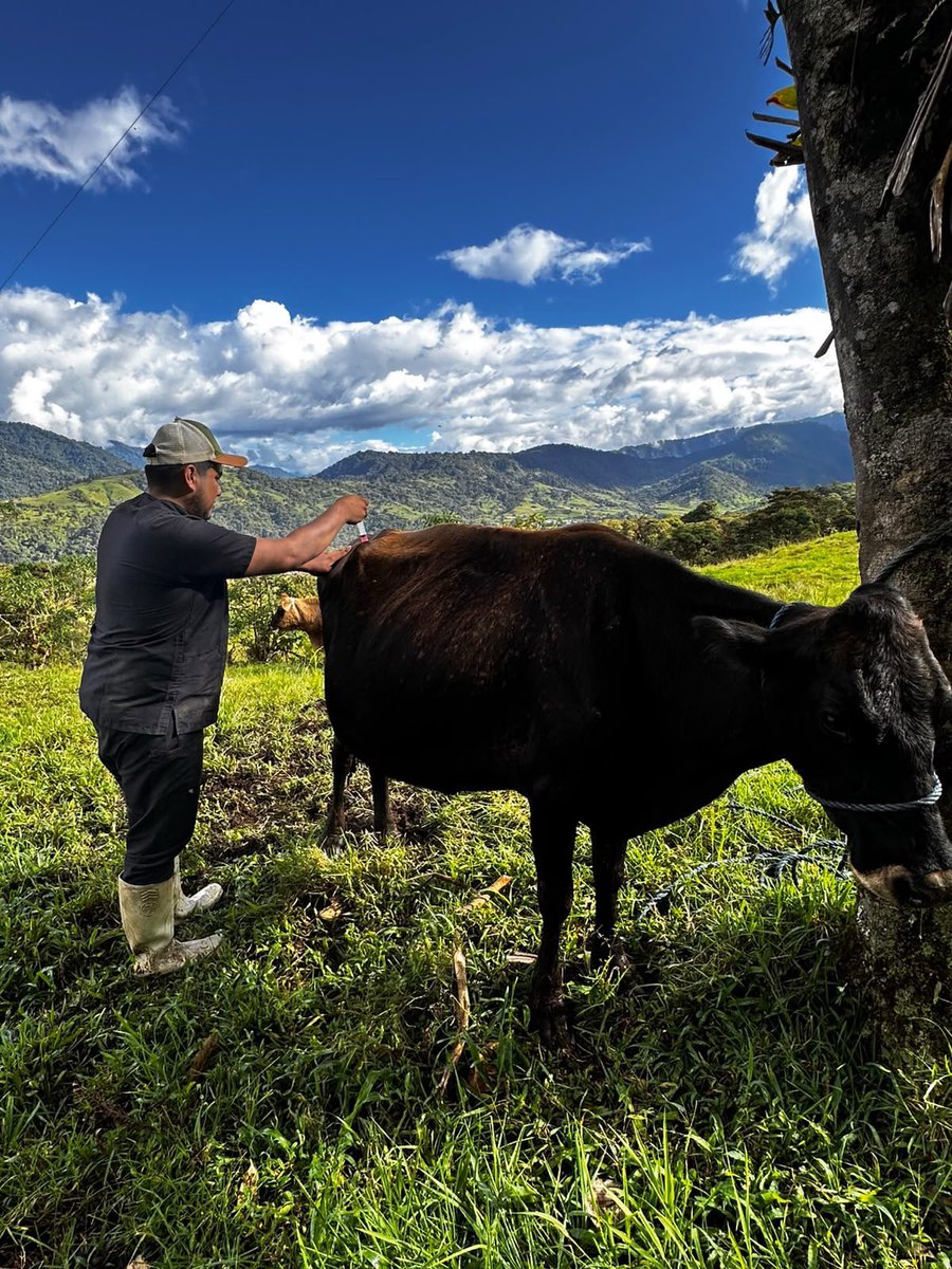 Agricultura_CZ2's tweet photo. ¡Cuidar el ganado es fortalecer la producción!

En #Napo, Borja y Baeza, brindamos asistencia técnica para revisar el estado reproductivo de las vacas y aplicar vitaminas, apoyando el manejo y cuidado del ganado. 

Acompañamos a nuestros productores en territorio. https://t.co/PxBqkZXvpp