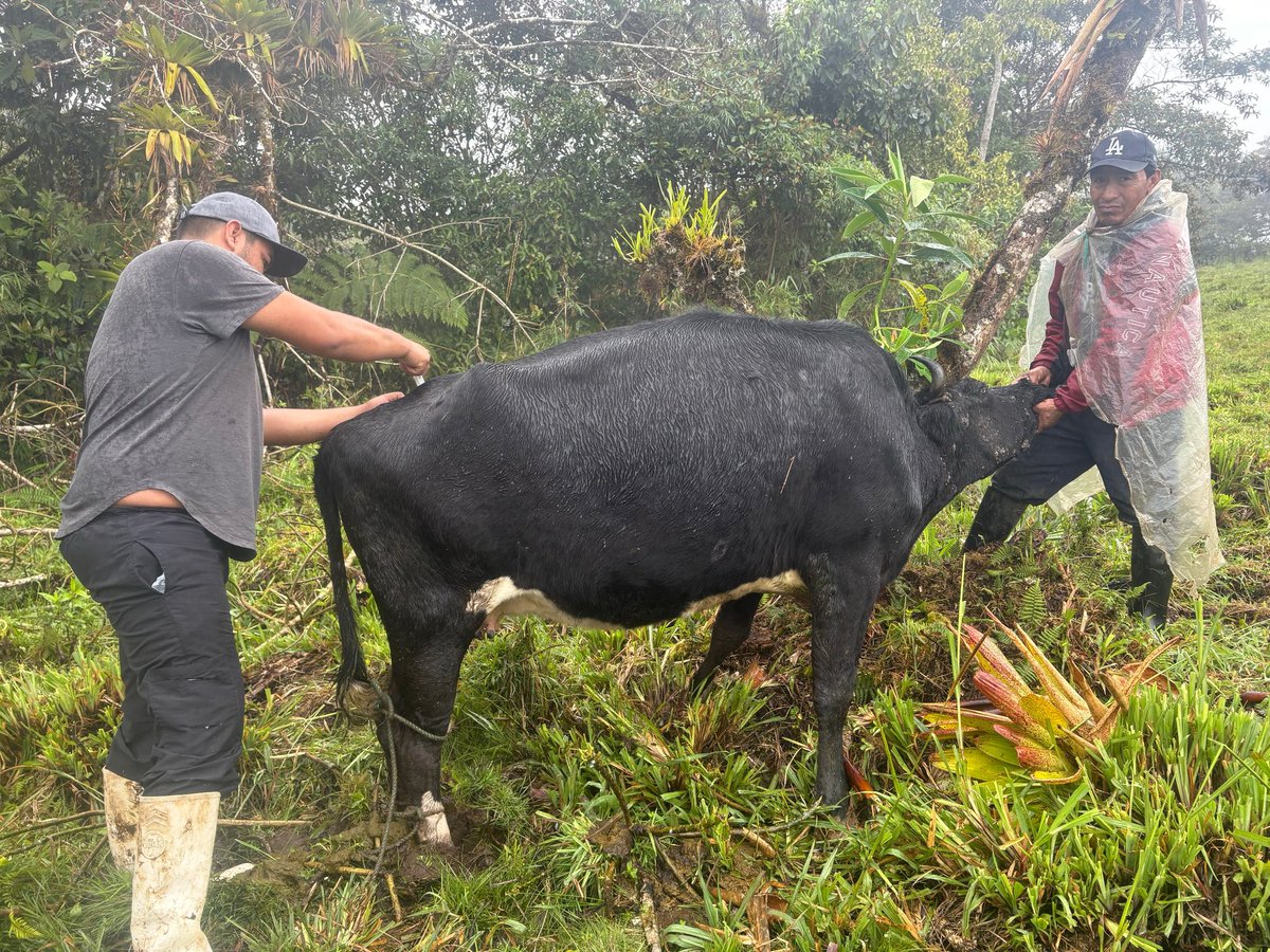 Agricultura_CZ2's tweet photo. ¡Cuidar el ganado es fortalecer la producción!

En #Napo, Borja y Baeza, brindamos asistencia técnica para revisar el estado reproductivo de las vacas y aplicar vitaminas, apoyando el manejo y cuidado del ganado. 

Acompañamos a nuestros productores en territorio. https://t.co/PxBqkZXvpp