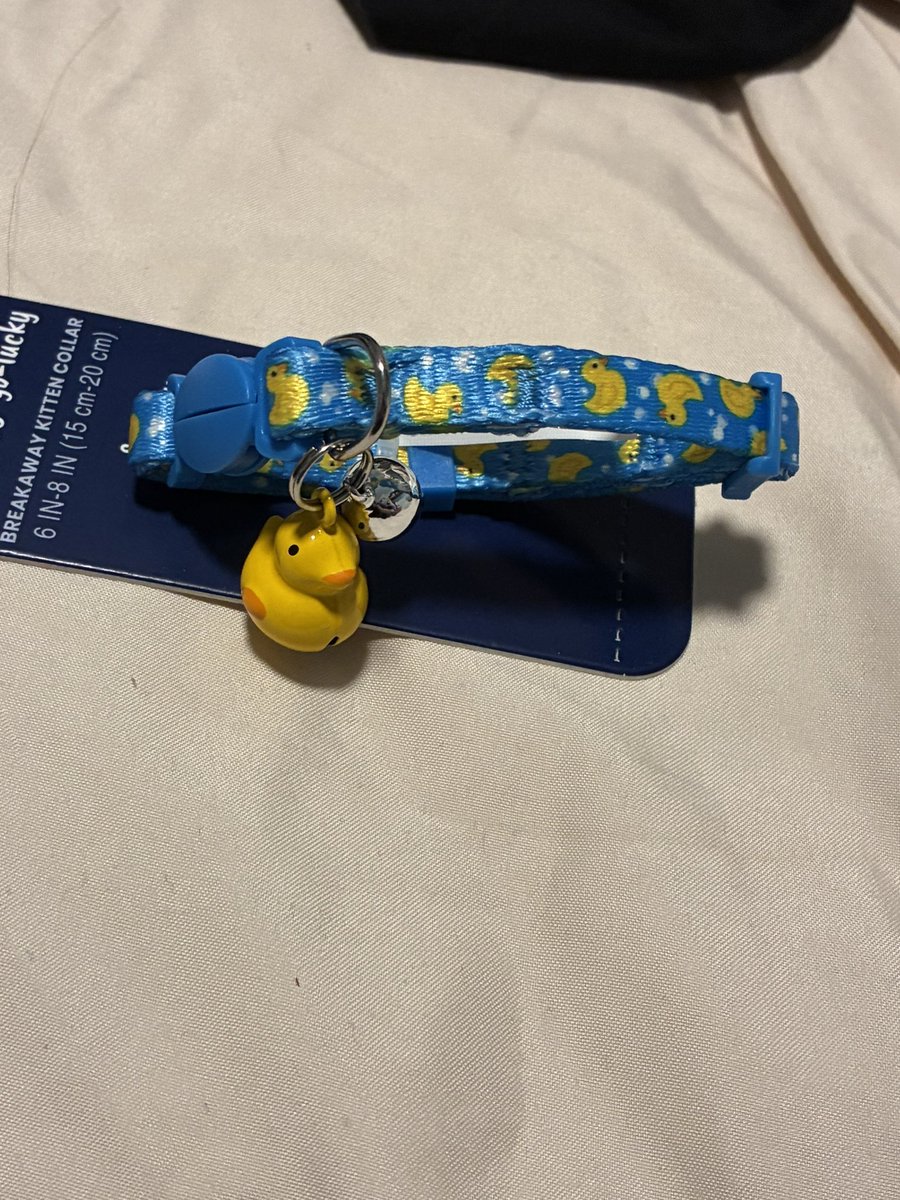 MinnowPuyo's tweet photo. i got him a ducky collar :-) https://t.co/bUYm7QUZuB