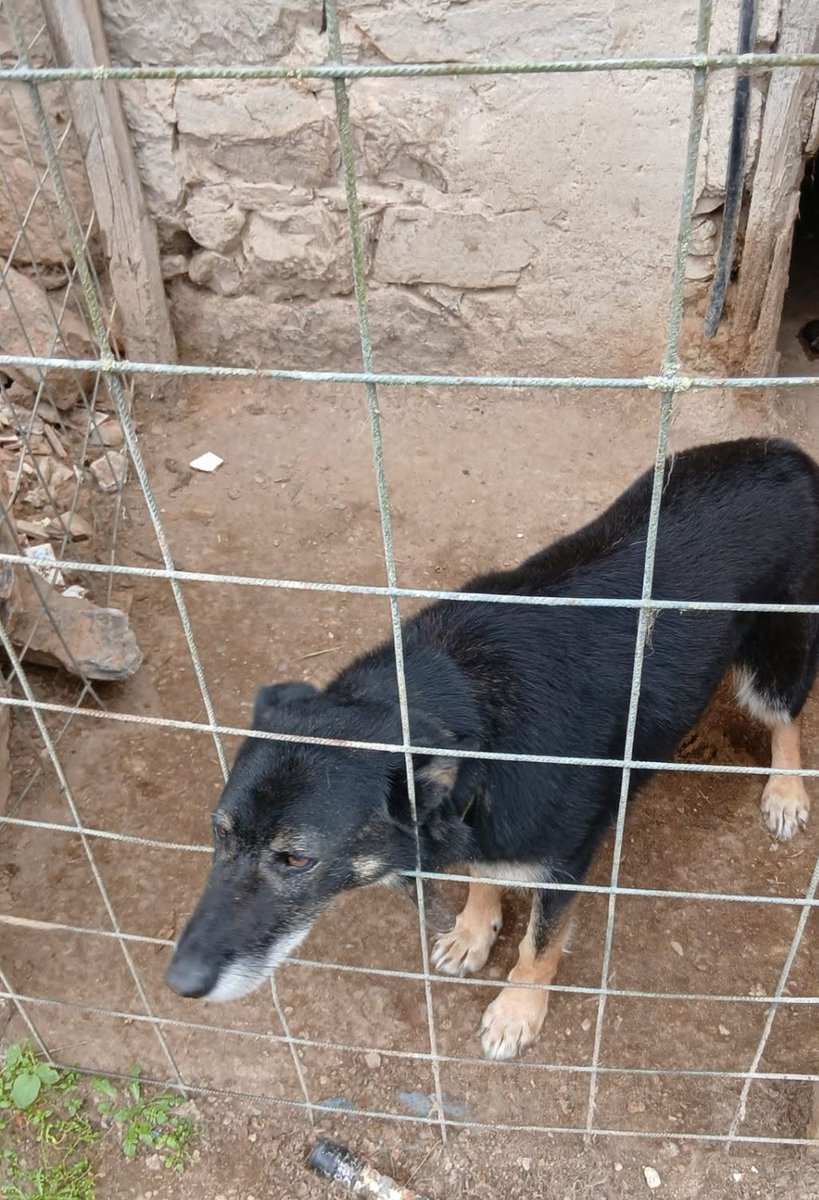 SosAbuelos1's tweet photo. #ASTURIAS
Esta perrita tiene 8 años

Encerrada entre rejas en un sitio minúsculo pasa las 24 h y es normal, dado que el dueño no quiere saber nada de ella si no es para quitársela de encima

Por favor, necesita una acogida

Está en pueblo de Avilés

Contacto: 644853361 https://t.co/GTYp5vJxbD
