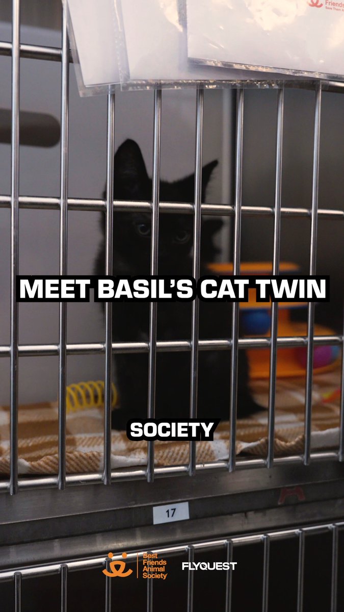 A promotional image from Best Friends Animal Society and FlyQuest featuring a black kitten in a cage with the text 'MEET BASIL'S CAT TWIN SOCIETY.'