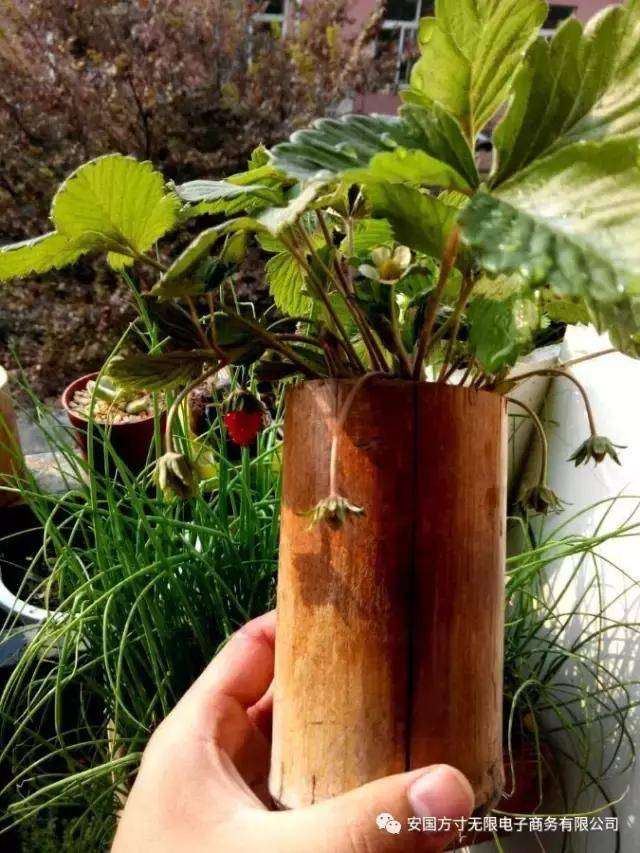 IsabelFletho's tweet photo. Transformé una lata de refresco vieja en un pequeo macetero para mis suculentas  Súper fácil y reciclaje genial! https://t.co/PBq9bzxcnG