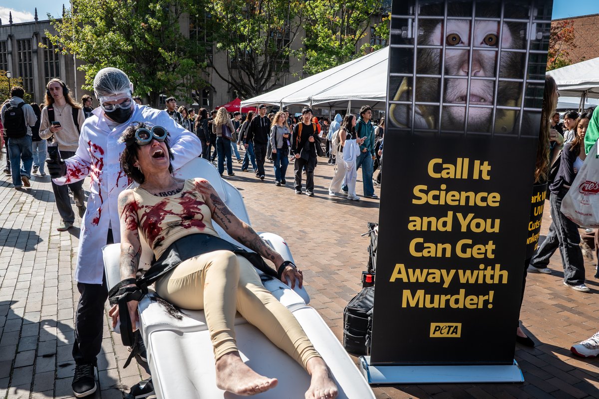 PETA_Latino's tweet photo. ¿Difícil de ver? Los experimentos que se realizan en monos en @UW  también lo son 🧪
Hicimos público un inquietante “experimento” con humanos porque, en el centro de primates de UW, los monos son sometidos a procedimientos invasivos en los ojos y el cerebro. https://t.co/J4kF1We2OQ