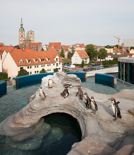 2123Ac's tweet photo. @user84829272 Not in Northern Germany, we have a museum where they just live on the roof with a beautiful view of the city (Stralsund) and I haven't met anyone who doesn't care https://t.co/OvV0CjEEkJ