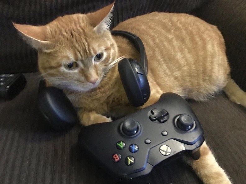 PunchingCat's tweet photo. https://t.co/NADNXrJR1M