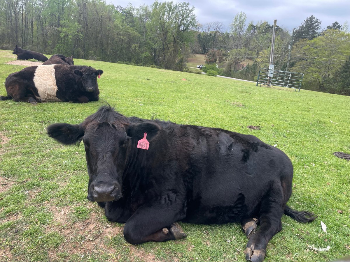 LisaLp23's tweet photo. Farm post 2: Farm Fact 🐄

A cow's stomach has four compartments. 

She chews her food, swallows it, then brings it back up to chew again. 

That's "chewing the cud," and it's how she gets the most out of grass and hay. 

#FarmFact 
#FarmLife
