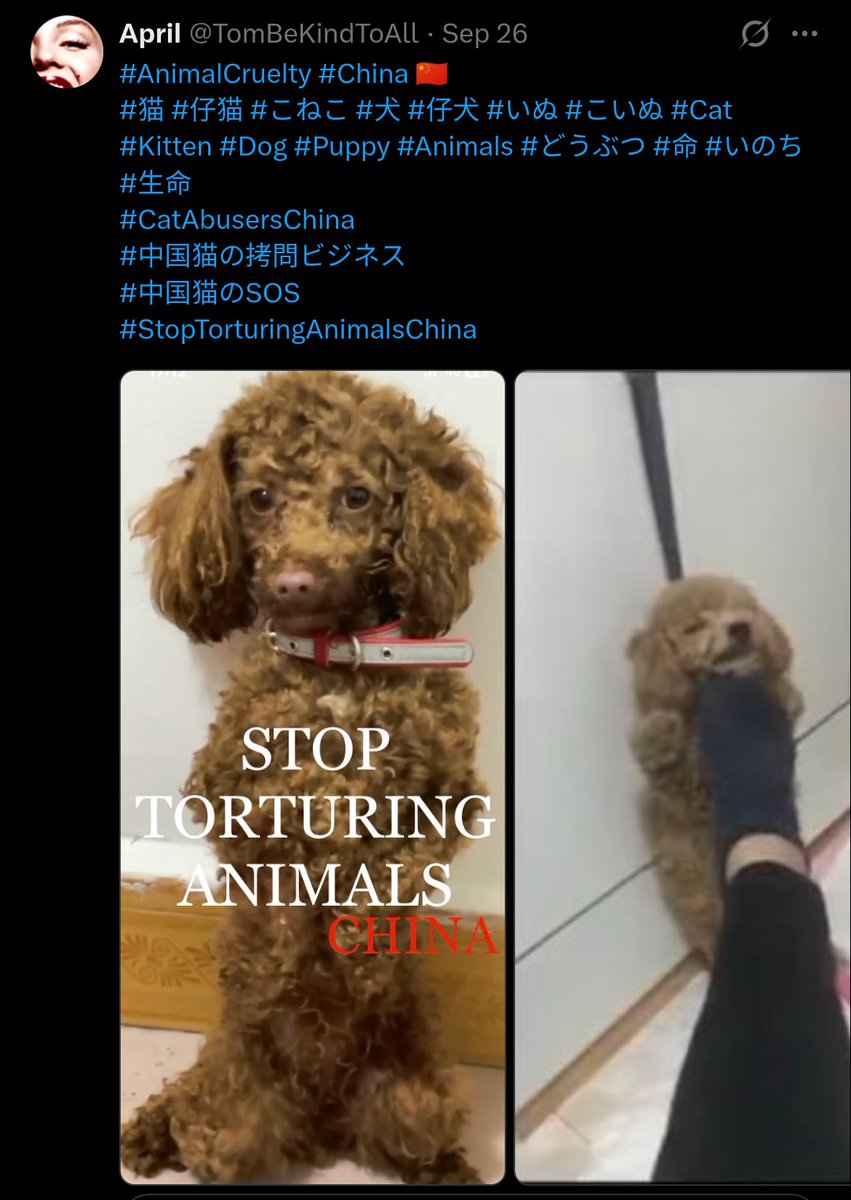 PhaedraXTeddy's tweet photo. The man spitting in a dogs mouth is invited to speak at Chinese schools.
That passes for "influencer" in #China 🇨🇳.
No wonder what happened to one year old #WangWang and her pups, three months ago. No wonder there's been no #JusticeForWangwangAndHerPuppies .
The cruelty is the point, it's the m.o. of #China🇨🇳. 
"Better you than me", "Your suffering is my gain" " you lose I win" is the 🇨🇳philosophy.
You oppose animal cruelty as a Chinese and you could go to jail, and they do. 
Foreigners may get away with protesting animal cruelty in #China 🇨🇳 .
