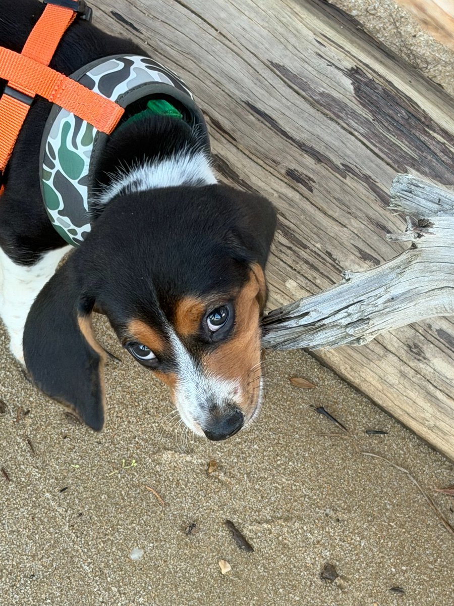 DavidStecz's tweet photo. My Nephew and his girlfriend named him "Timmy". Super chill puppy😇 https://t.co/nydFD3sYEI