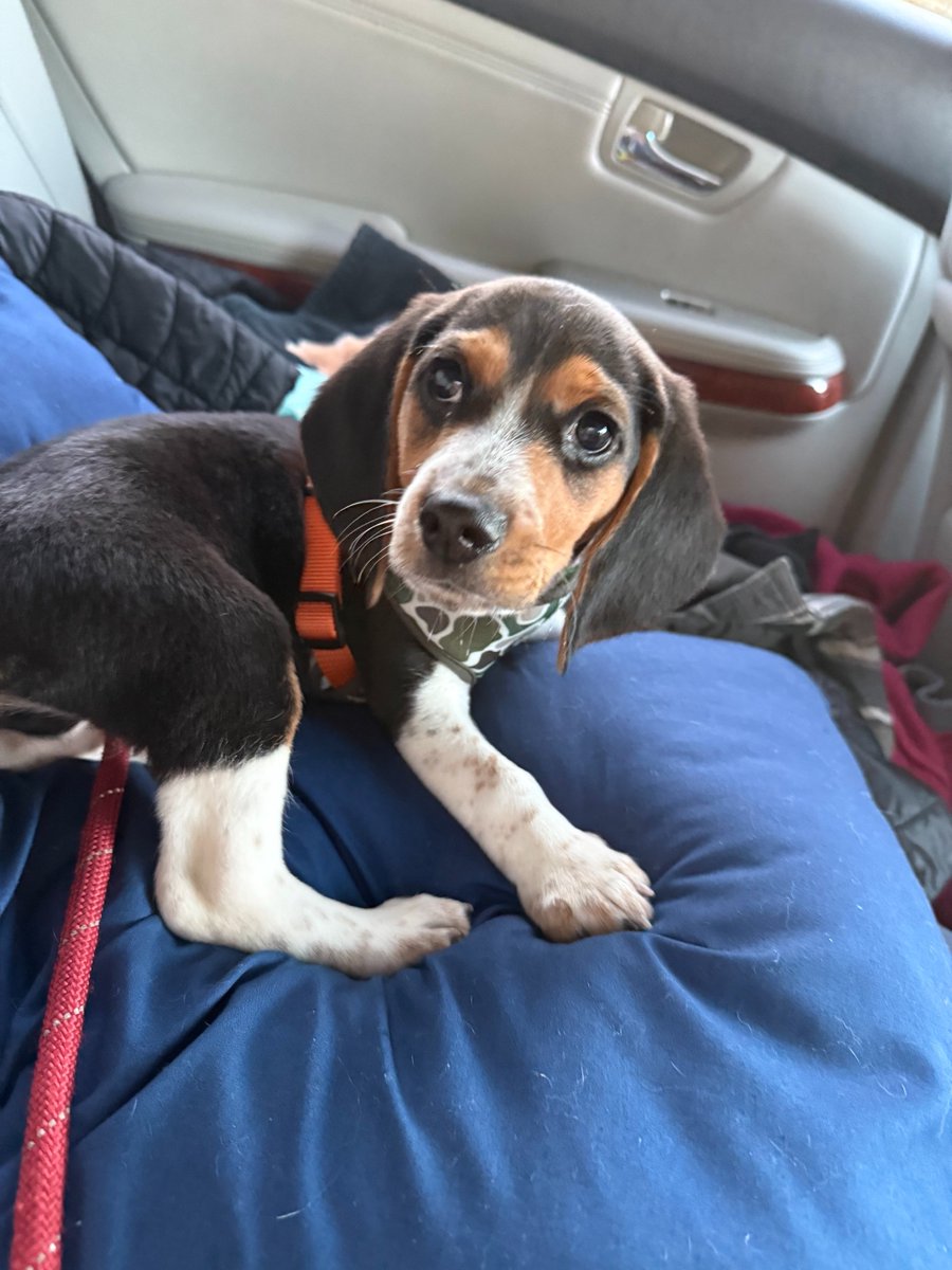DavidStecz's tweet photo. My Nephew and his girlfriend named him "Timmy". Super chill puppy😇 https://t.co/nydFD3sYEI