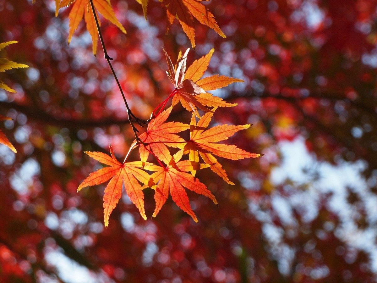 NZensin's tweet photo. 10月3日誕生花　モミジ（紅葉）
#花言葉名言 　『大切な思い出』
人から押しつけられた意見よりも、自分で思いついた意見のほうを、われわれは、はるかに大切にするものである。とすると、人に自分の意見を押しつけようとするのは、そもそも間違いだといえる。
暗示を与えて、結論は相手に出させるほうが、よほど利口だ。
『人を動かす』デール・カーネギー
1692