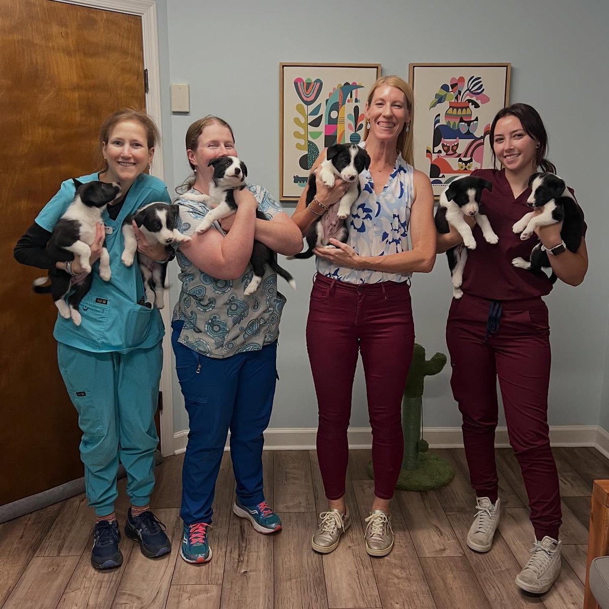 ariasmithzcs906's tweet photo. Last week, we had the pleasure of meeting six Border Collie puppies. They brought so much happiness to the clinic, and all are looking healthy! https://t.co/ugDjXYXA4r