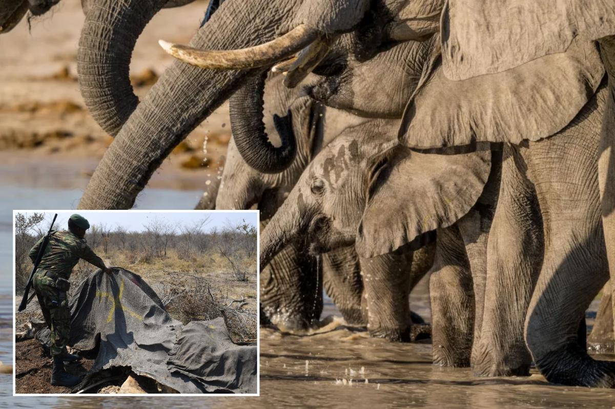 nypost's tweet photo. Botswana approves killing of 23 elephants for independence celebrations https://t.co/UqqE4Gqbgu https://t.co/HrzfPB0bvO