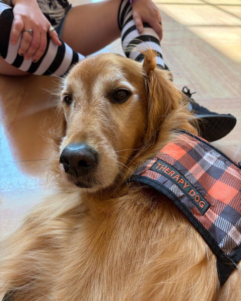 Pets4Pete tweet picture