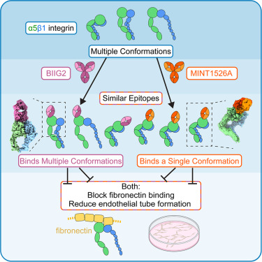Structure_CP's tweet photo. Shared ligand-blocking mechanism but distinct conformational modulation by α5-targeting antibodies BIIG2 and MINT1526A dlvr.​it/TVlcnB https://t.co/fMmPgnYJtW