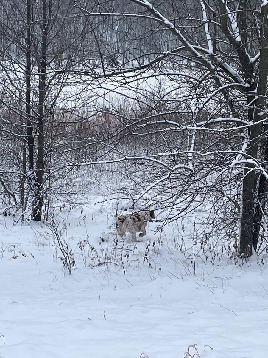 granpalilbob's tweet photo. @Gunblaze1969 Freckles! let’s go for a walk https://t.co/ENfQhEuiIh