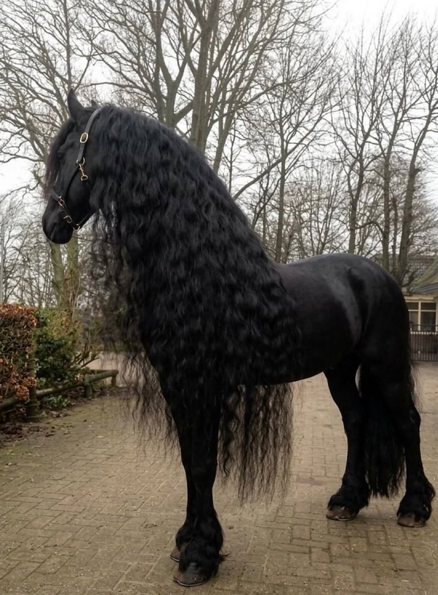 bowtrees's tweet photo. everytime i see a picture of friesian horses i have to pause and admire how majestic and beautiful they are oh my god 🖤 https://t.co/1dP0tKS336