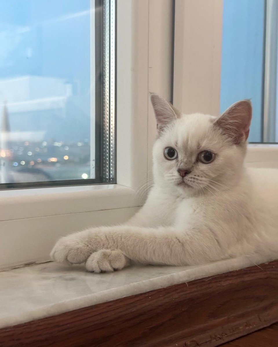 pittyperest's tweet photo. Çok sık görüşmediğim biri beni arıyorsa pek açasım gelmez. Çünkü hayırlı bir şey için aramazlar genelde üzerime bir yük bırakırlar. Yine öyle oldu. Bu yavrucağın yaşadığı evde bir bebek olmuş. Bebeğin de kediye yoğun alerjisi çıkmış ve bu ufaklığı birine sahiplendirmek istiyorlar https://t.co/VDE1Riakpy