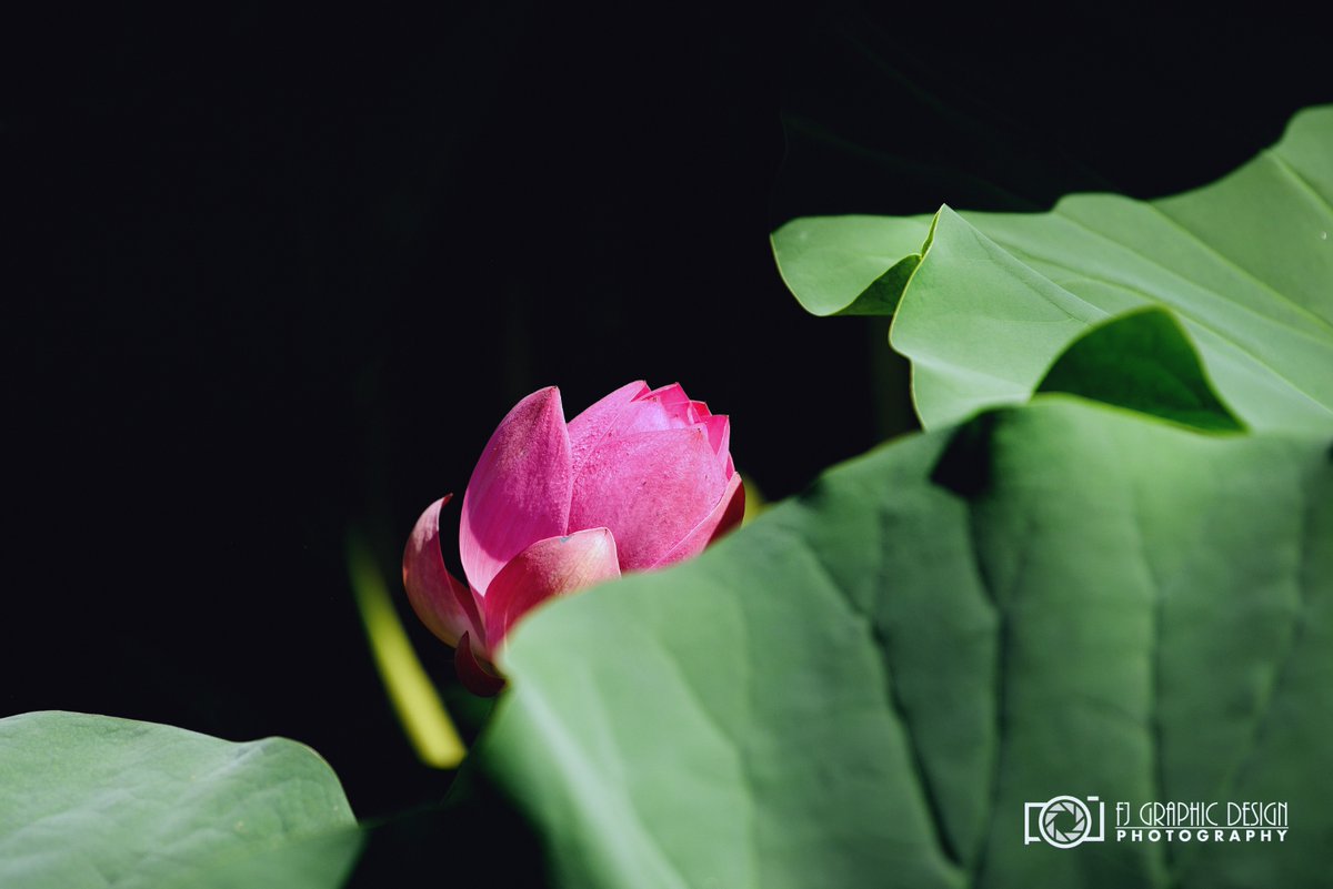 l_ecolli_98_821's tweet photo. [This time, I stumbled upon the lotus at the alley entrance, its quiet grace instantly calming my busy day.] https://t.co/DZivBH16jS