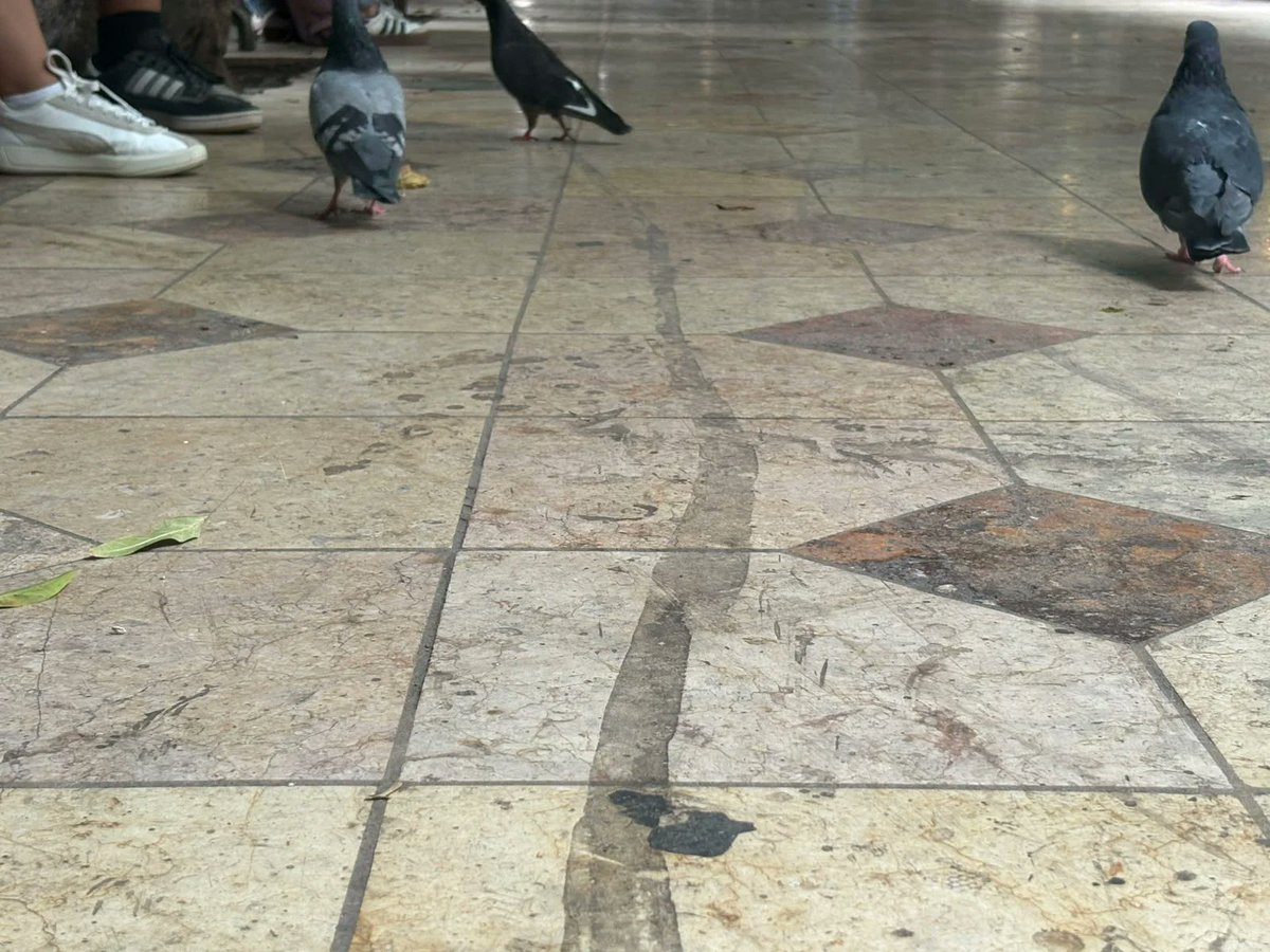 TVG_MX's tweet photo. ¿Y las noches de limpieza? El Jardín Unión exhibe el abandono en pleno corazón de Guanajuato.

Nota completa:https://t.co/BwFX4CYrVj https://t.co/LD6AIgjvIu