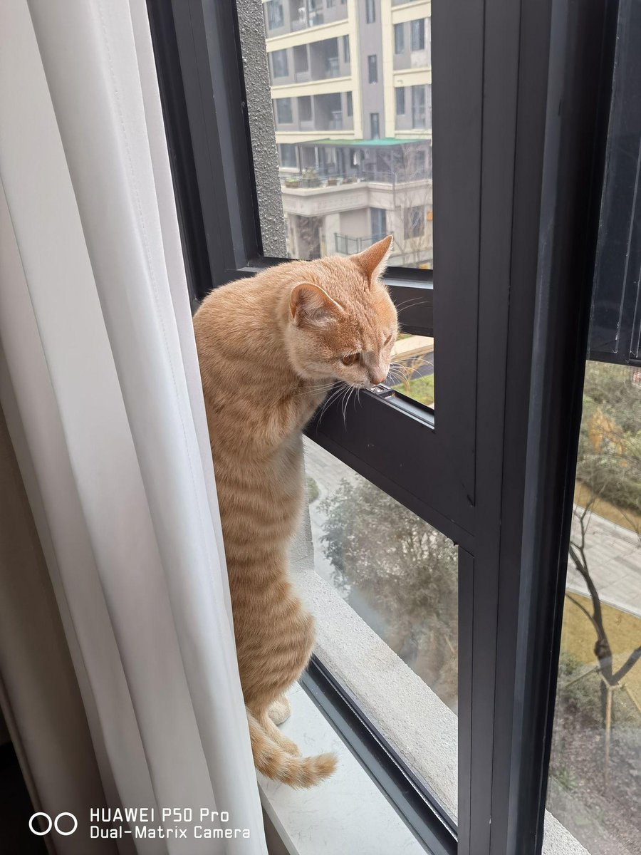 JuneCarlylwark's tweet photo. Mi gatito me espera cada día con maullidos suaves en la puerta, es el mejor regalo que la vida me dio. La compaía de mascotas calienta el corazón! https://t.co/R4E3L3xgBB