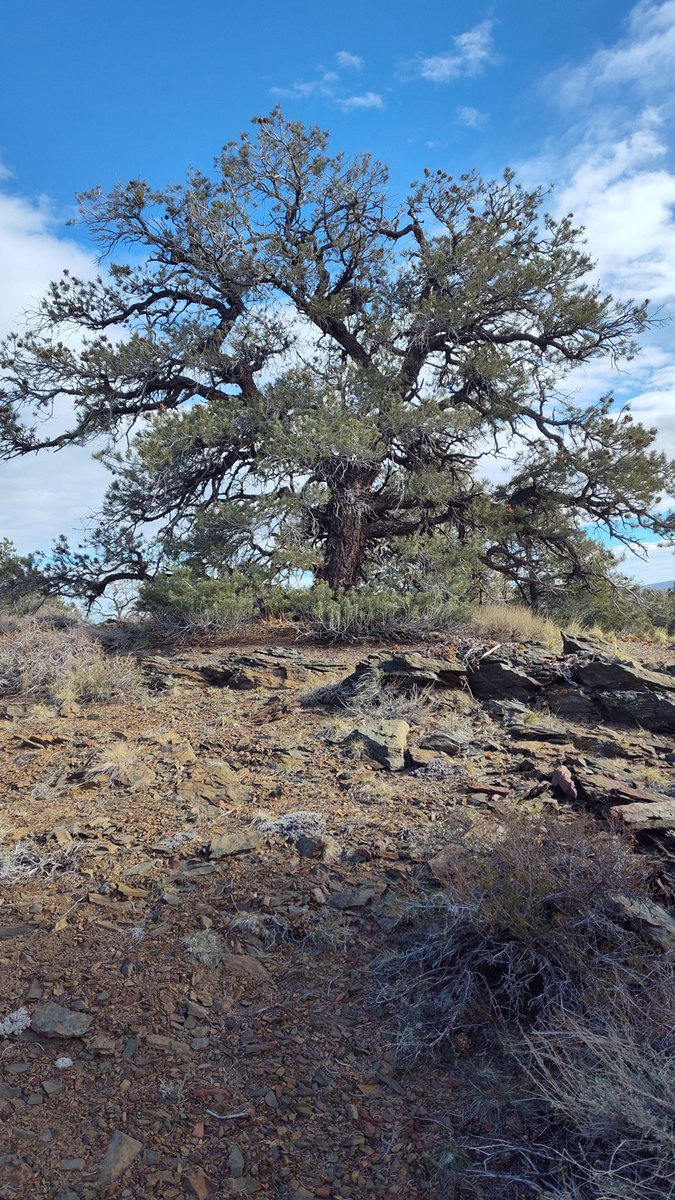 ESPM_Berkeley's tweet photo. A collaborative, three-year project involving tribal nations, federal agencies, volunteers, and researchers from @UCBerkeley and @Stanford is informing stewardship of important pinyon-juniper woodland ecosystems across the Eastern Sierra. https://t.co/E9mgprbFeB https://t.co/9S7UugnqS2