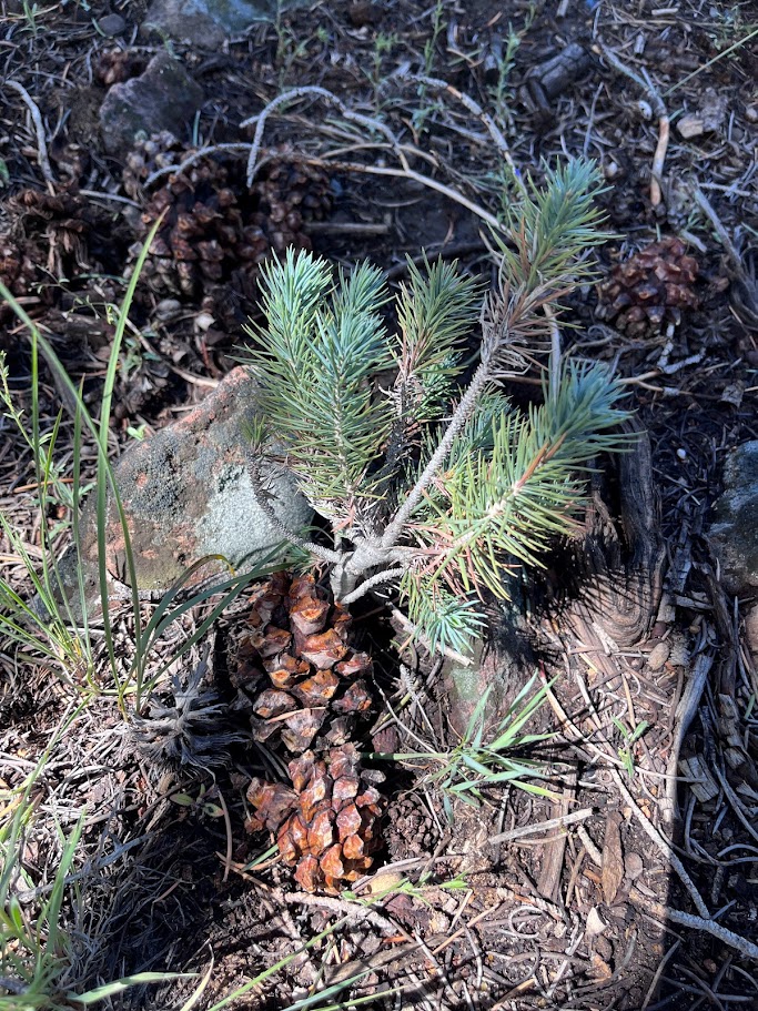 ESPM_Berkeley's tweet photo. A collaborative, three-year project involving tribal nations, federal agencies, volunteers, and researchers from @UCBerkeley and @Stanford is informing stewardship of important pinyon-juniper woodland ecosystems across the Eastern Sierra. https://t.co/E9mgprbFeB https://t.co/9S7UugnqS2
