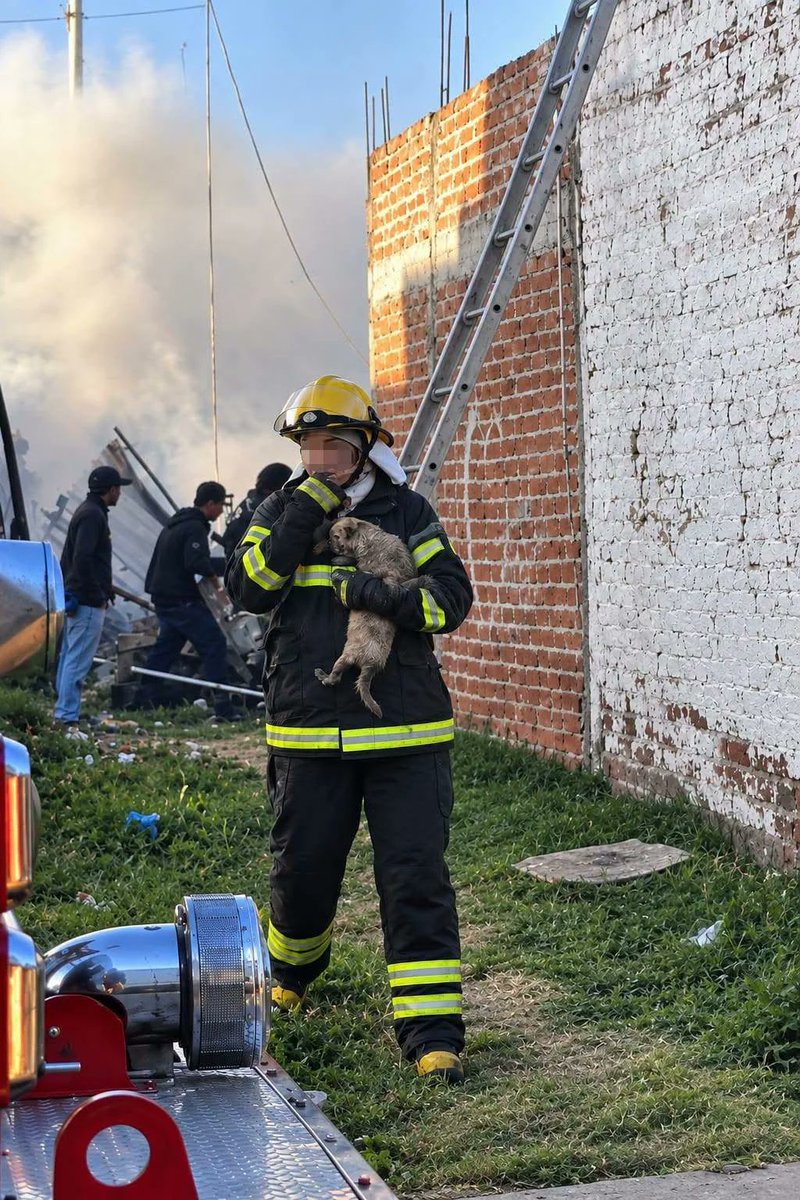 TVG_MX's tweet photo. Bomberos de Silao rescatan a pequeño perrito durante incendio.

Nota completa: https://t.co/Z0Xj2ENut3 https://t.co/UeLYTjpPUo