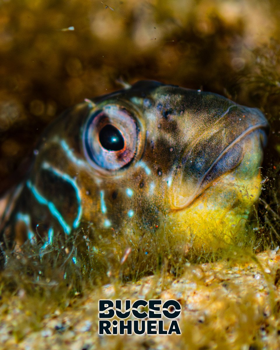 BuceoOrihuela's tweet photo. Esta Gallerba (Salaria pavo) seguramente será hembra ya que los machos maduros tienen una prominente cresta adiposa (compuesta de grasa)

1/2

Cámara OMSystem TG-7
Carcasa SeaFrog TG-7
2 Focos Leton Power Tynny 13FD 2200LM

#gallerba #fotosub #buceo #LetonPower #omsystem #seafrog https://t.co/EEG19dCB2i